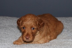 Picture of Australian Labradoodle