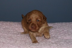 Picture of Australian Labradoodle