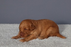 Picture of Australian Labradoodle