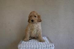 Picture of Australian Labradoodle