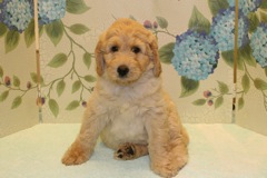 Picture of Australian Labradoodle
