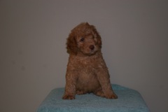 Picture of Australian Labradoodle