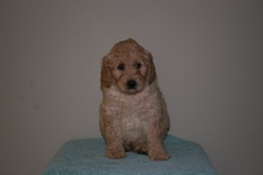Picture of Australian Labradoodle
