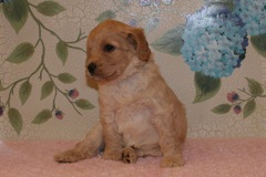 Picture of Australian Labradoodle