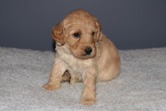Picture of Australian Labradoodle