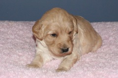 Picture of Australian Labradoodle