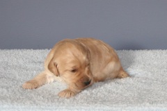 Picture of Australian Labradoodle