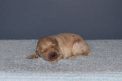Picture of Australian Labradoodle