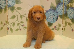 Picture of Australian Labradoodle