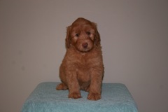 Picture of Australian Labradoodle