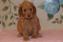 Picture of Australian Labradoodle