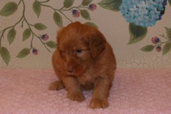 Picture of Australian Labradoodle