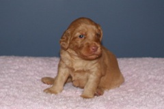 Picture of Australian Labradoodle