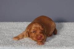 Picture of Australian Labradoodle