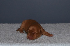 Picture of Australian Labradoodle