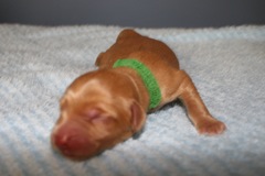 Picture of Australian Labradoodle
