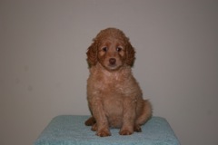 Picture of Australian Labradoodle