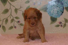 Picture of Australian Labradoodle