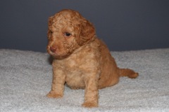 Picture of Australian Labradoodle