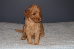 Picture of Australian Labradoodle