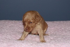 Picture of Australian Labradoodle
