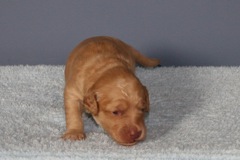 Picture of Australian Labradoodle