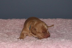 Picture of Australian Labradoodle
