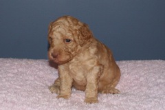 Picture of Australian Labradoodle