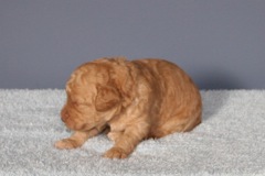 Picture of Australian Labradoodle
