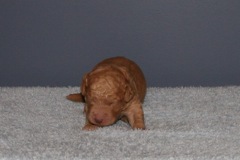 Picture of Australian Labradoodle