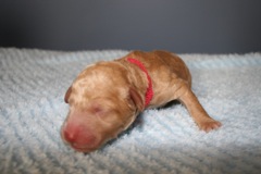 Picture of Australian Labradoodle