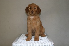 Picture of Australian Labradoodle