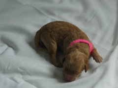 puppies-bird-01<br>
 