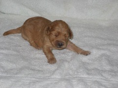 puppies-bird-02<br>
 