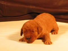 puppies-burrell-03<br>
 