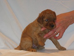 puppies-burrell-04<br>
 