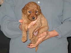 puppies-burrell-05<br>
 
