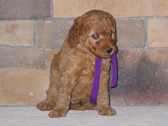 puppies-burrell-06<br>
 