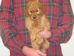 puppies-burrell-07<br>
 