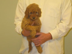 puppies-burrell-08<br>
 
