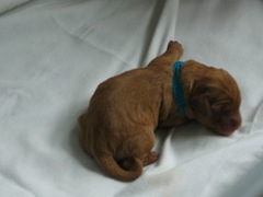 puppies-coltrane-01<br>
 
