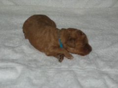 puppies-coltrane-02<br>
 