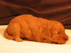 puppies-coltrane-03<br>
 