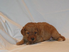 puppies-coltrane-04<br>
 