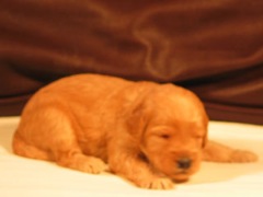 puppies-bird-03<br>
 