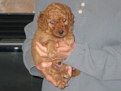 puppies-coltrane-05<br>
 