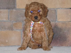 puppies-coltrane-06<br>
 