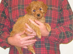 puppies-coltrane-07<br>
 