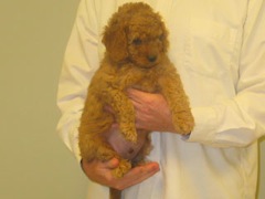 puppies-coltrane-08<br>
 