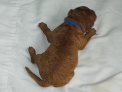 puppies-diz-01<br>
 